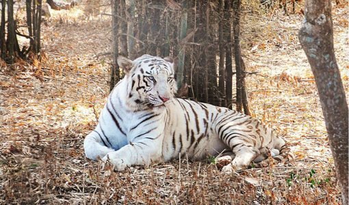 Bannerghatta-National-Park