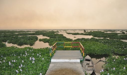Harike-Wetland