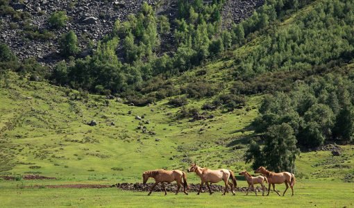 Hustai-National-Park