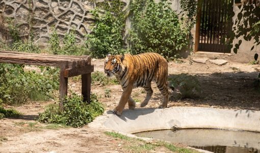 Mahendra-Chaudhary-Zoological-Park