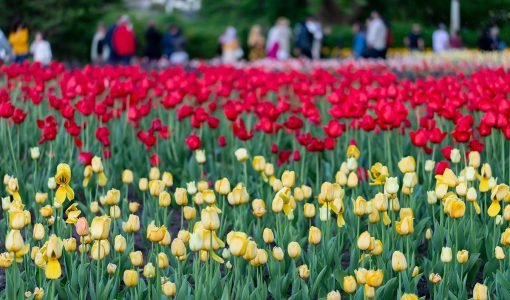 Tulip-Garden-Srinagar